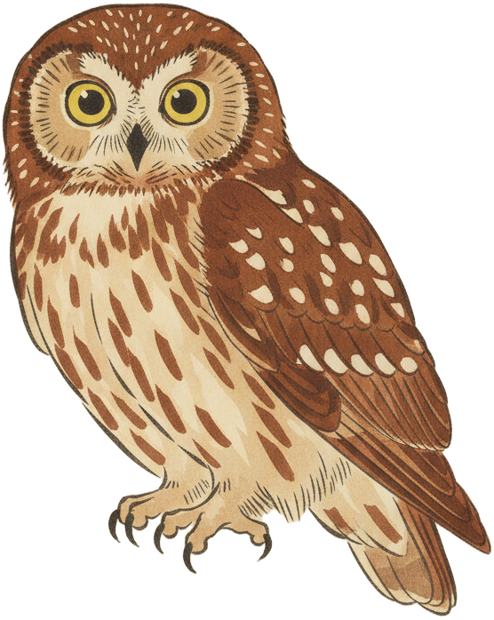 Northern Saw-whet Owl