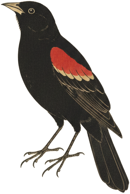 Red-winged Blackbird