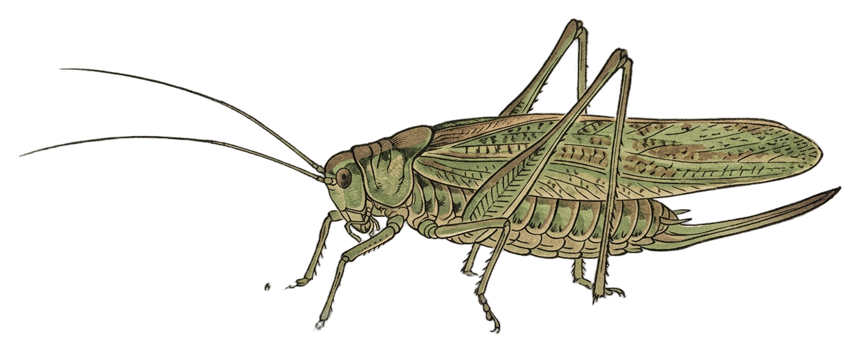 Oblong-winged Katydid