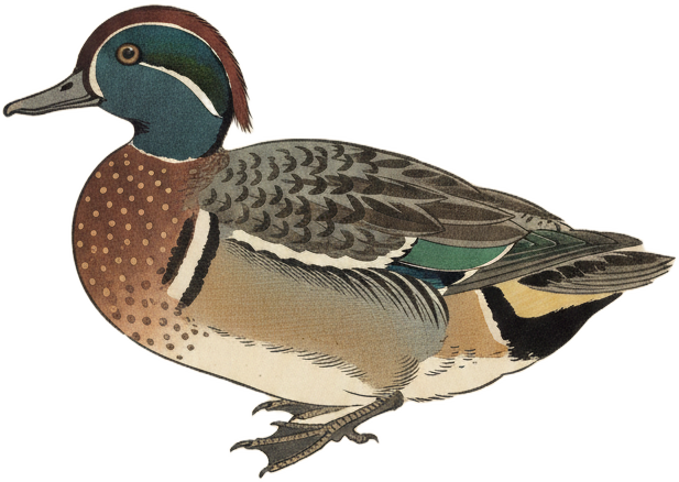 Green-winged Teal