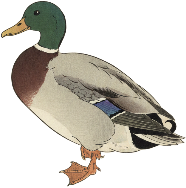 Mallard
