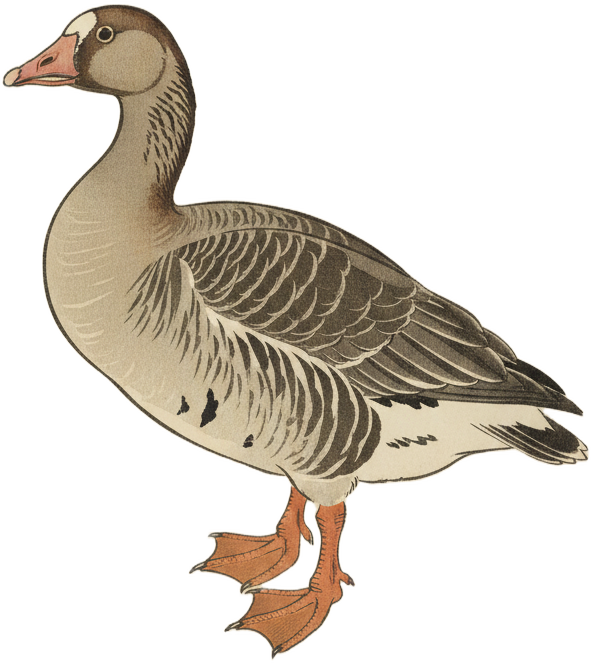 Greater White-fronted Goose