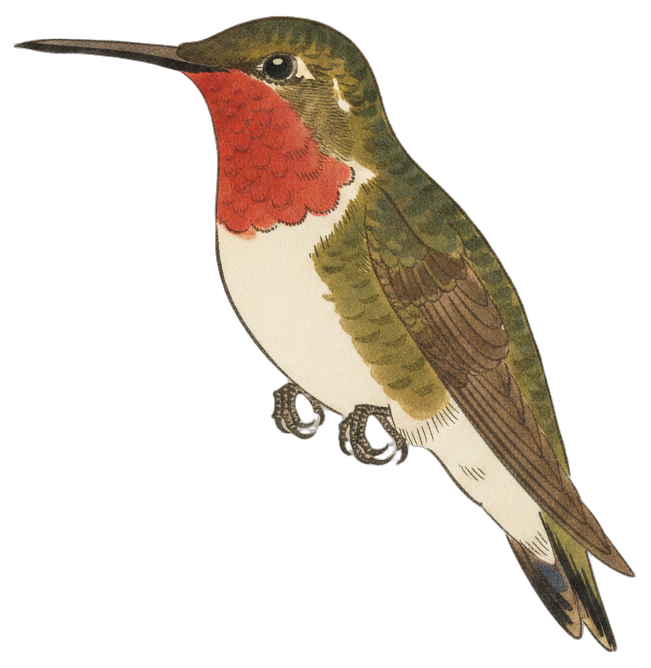 Ruby-throated Hummingbird