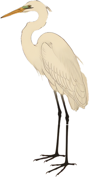 Great Egret