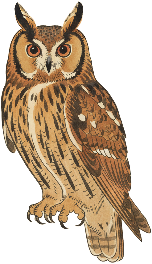 Long-eared Owl