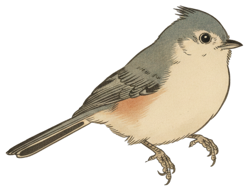 Tufted Titmouse