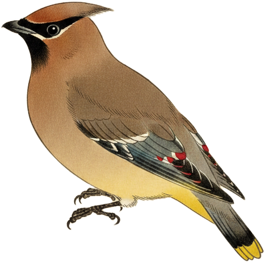 Cedar Waxwing