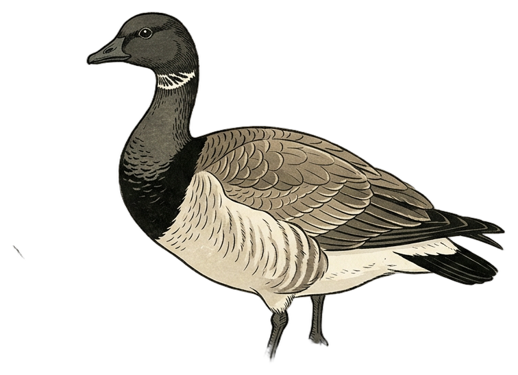 Brant