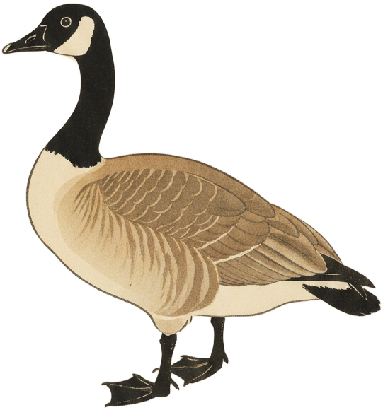 Canada Goose