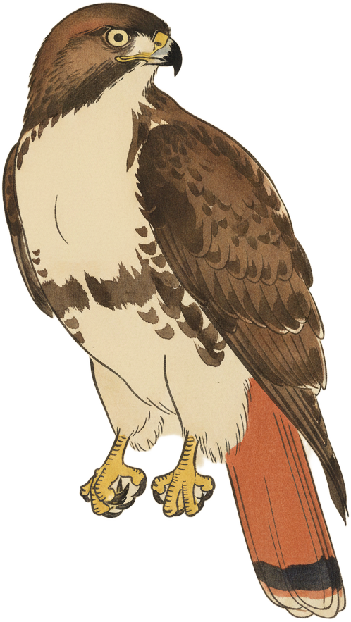 Red-tailed Hawk