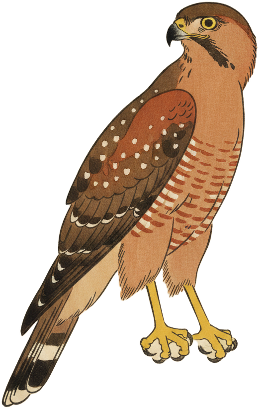 Red-shouldered Hawk