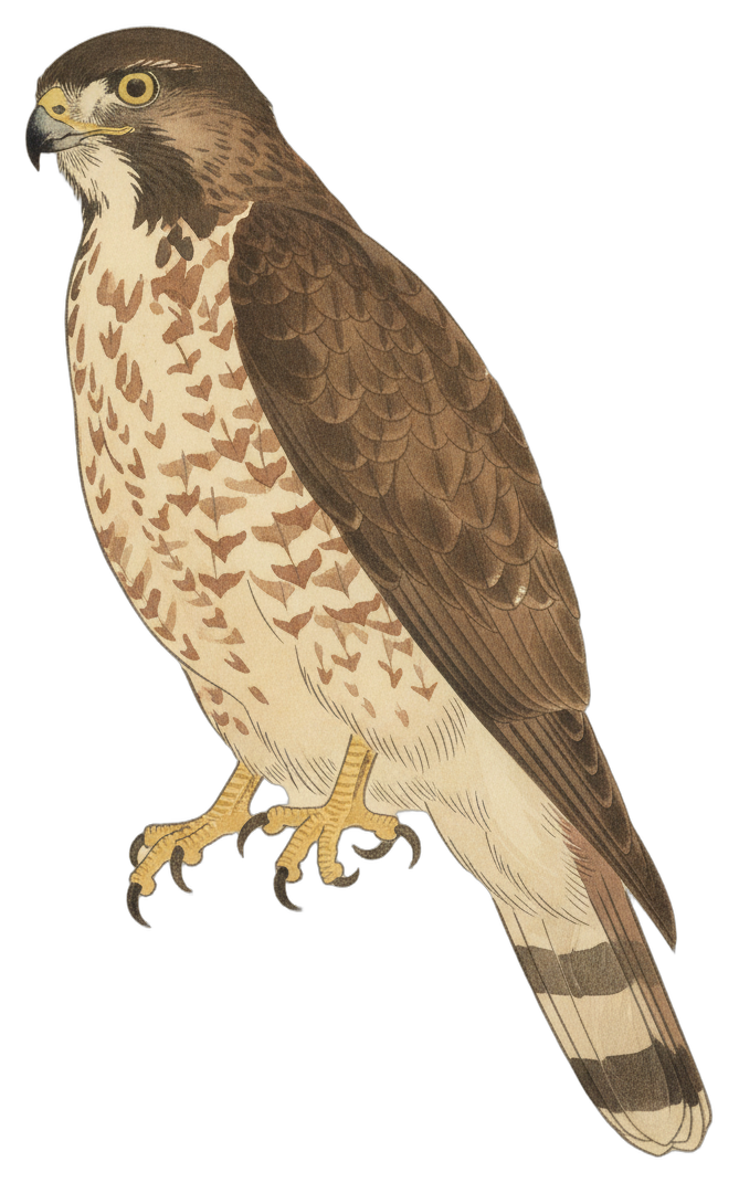 Broad-winged Hawk