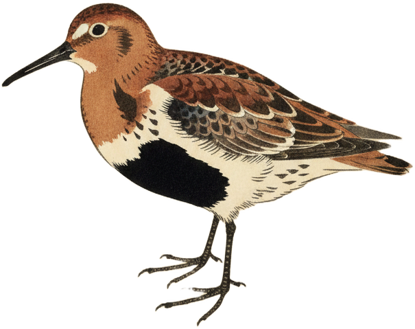 Dunlin