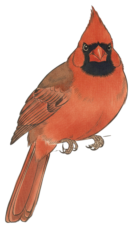 Northern Cardinal