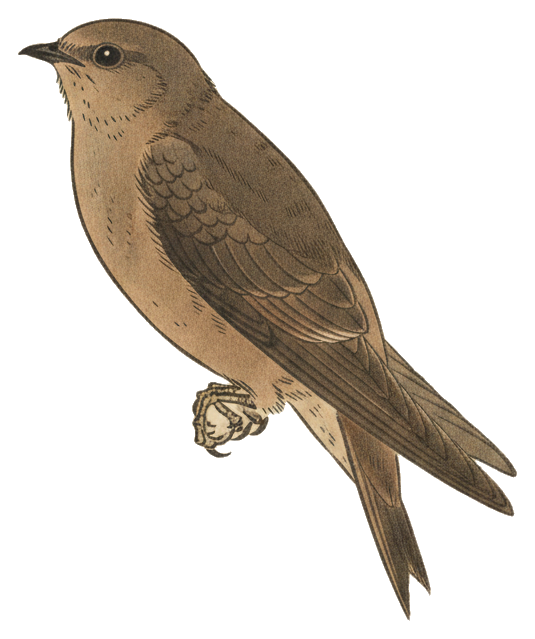 Chimney Swift