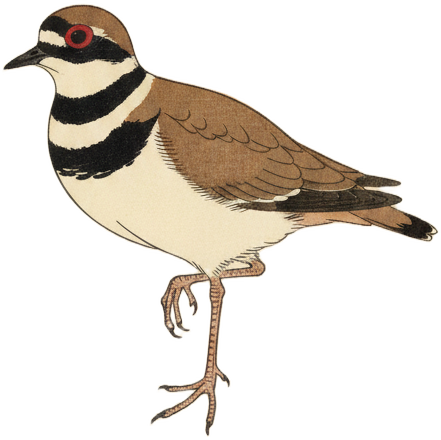 Killdeer