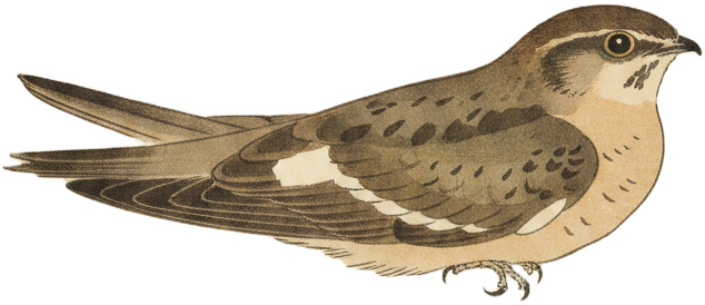 Common Nighthawk