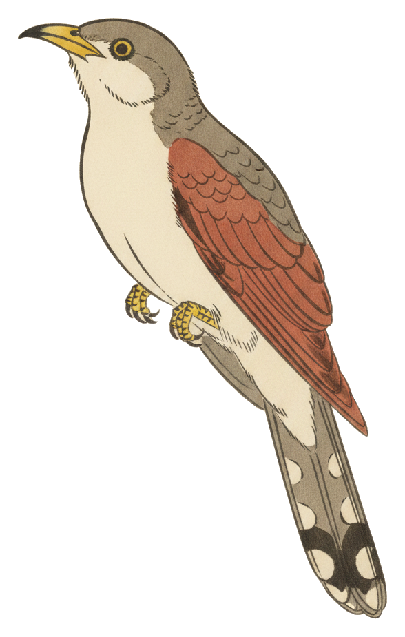 Yellow-billed Cuckoo