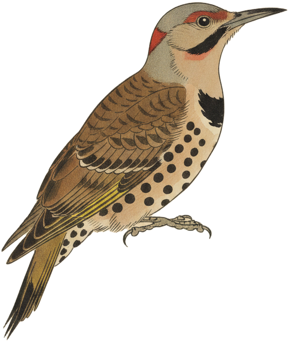 Northern Flicker