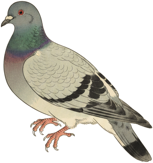 Rock Pigeon