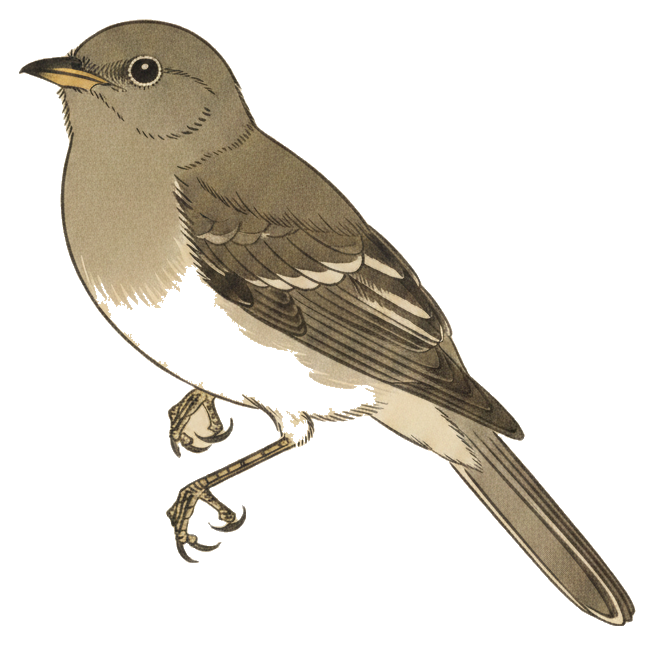 Eastern Wood-Pewee