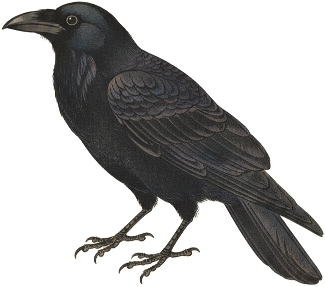 American Crow