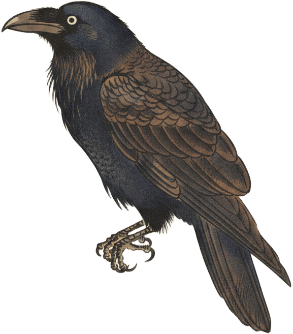 Common Raven