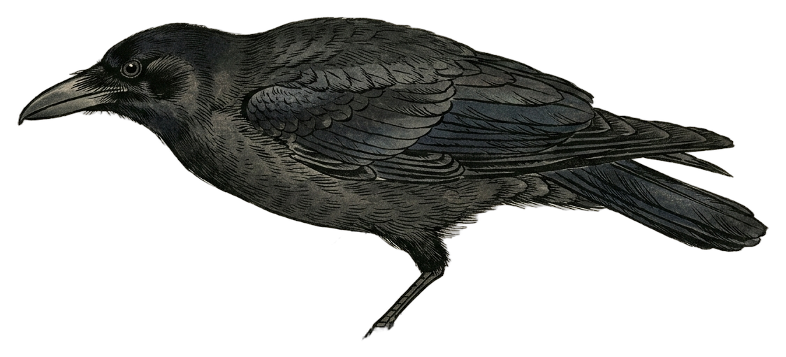 Fish Crow