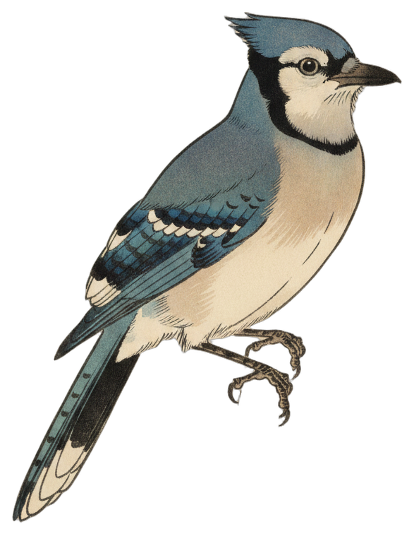 Blue Jay