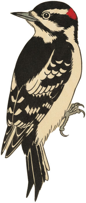 Downy Woodpecker
