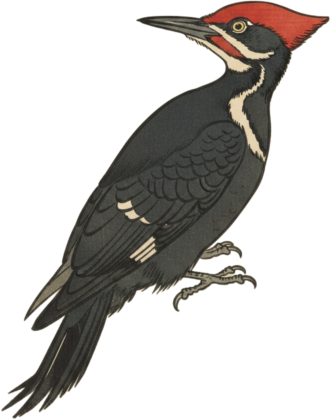 Pileated Woodpecker