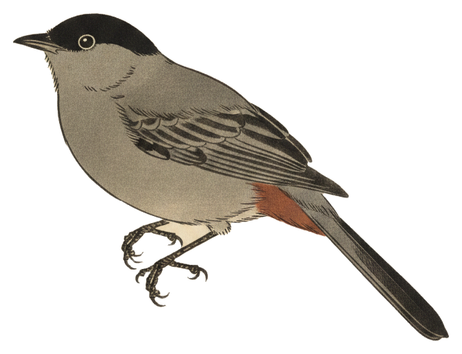 Gray Catbird