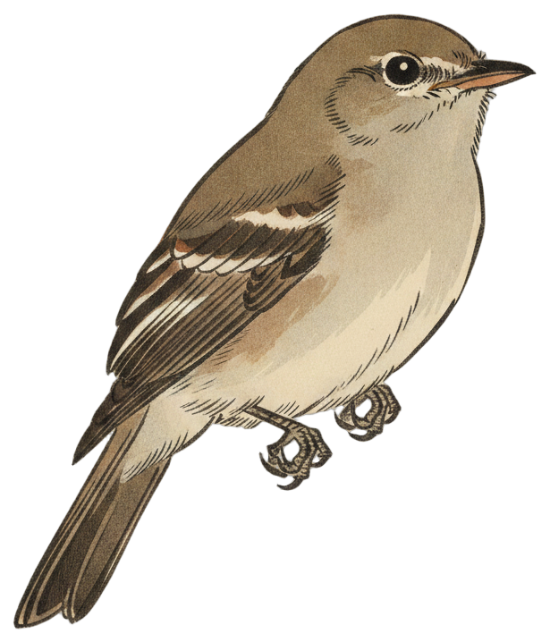 Least Flycatcher