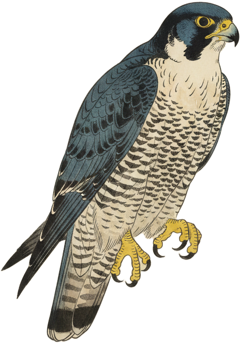 Peregrine Falcon