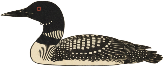 Common Loon