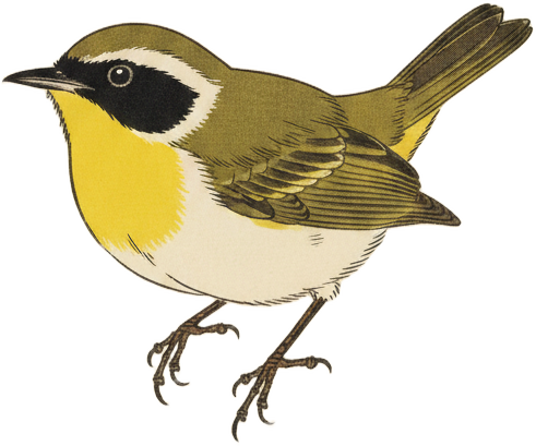 Common Yellowthroat