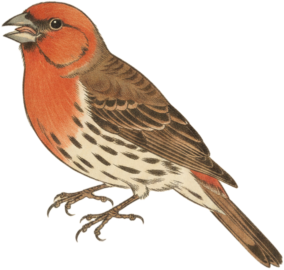 House Finch