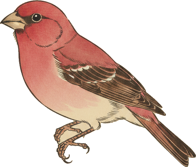 Purple Finch