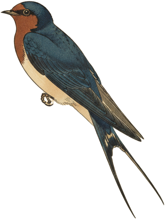 Barn Swallow