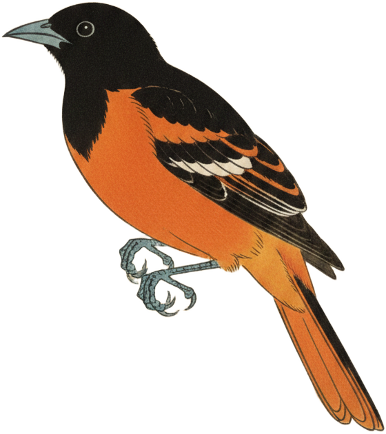Baltimore Oriole