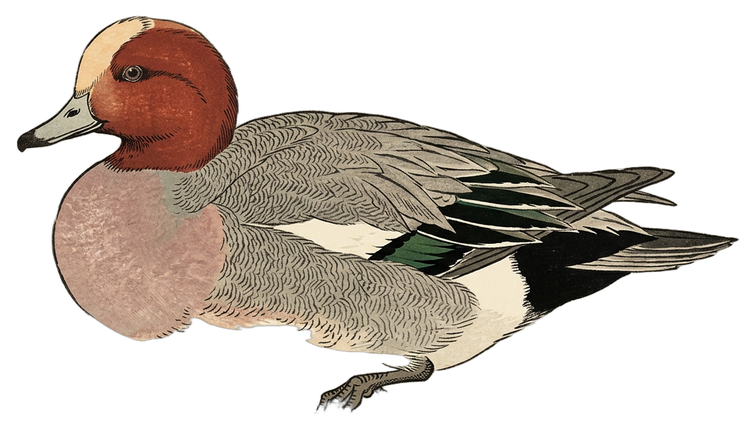 Eurasian Wigeon