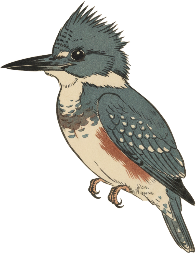 Belted Kingfisher