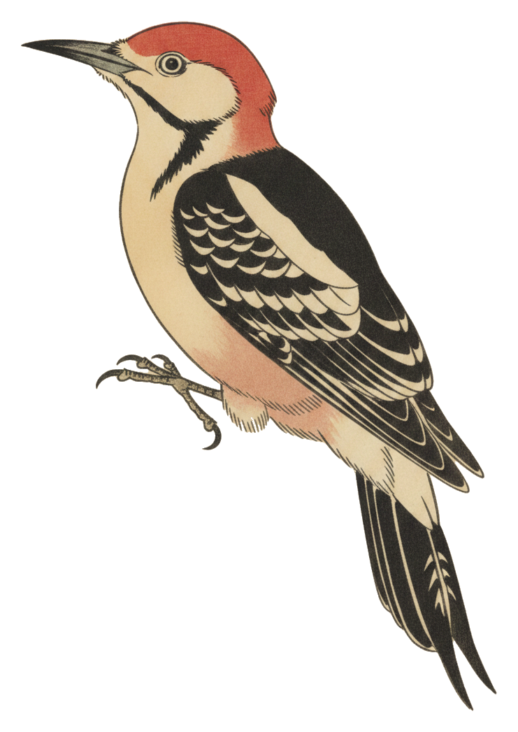 Red-bellied Woodpecker