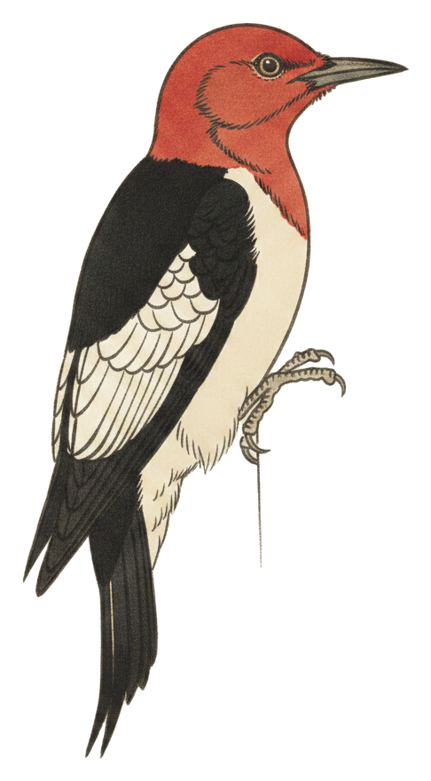Red-headed Woodpecker