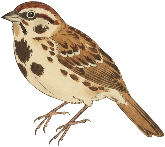 Song Sparrow