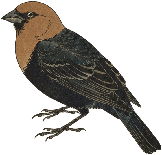 Brown-headed Cowbird