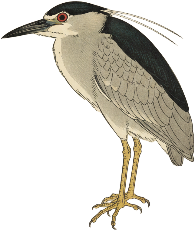 Black-crowned Night Heron