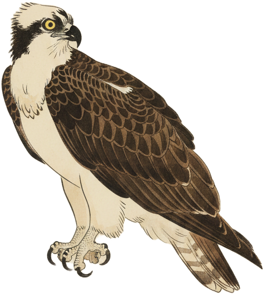 Osprey