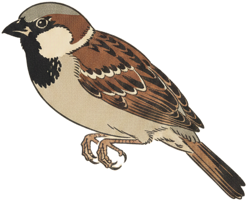 House Sparrow