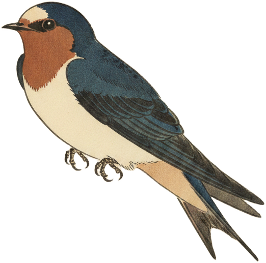 Cliff Swallow
